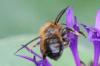 342887 – Photo : Jean-Sébastien Carteron – France (67)